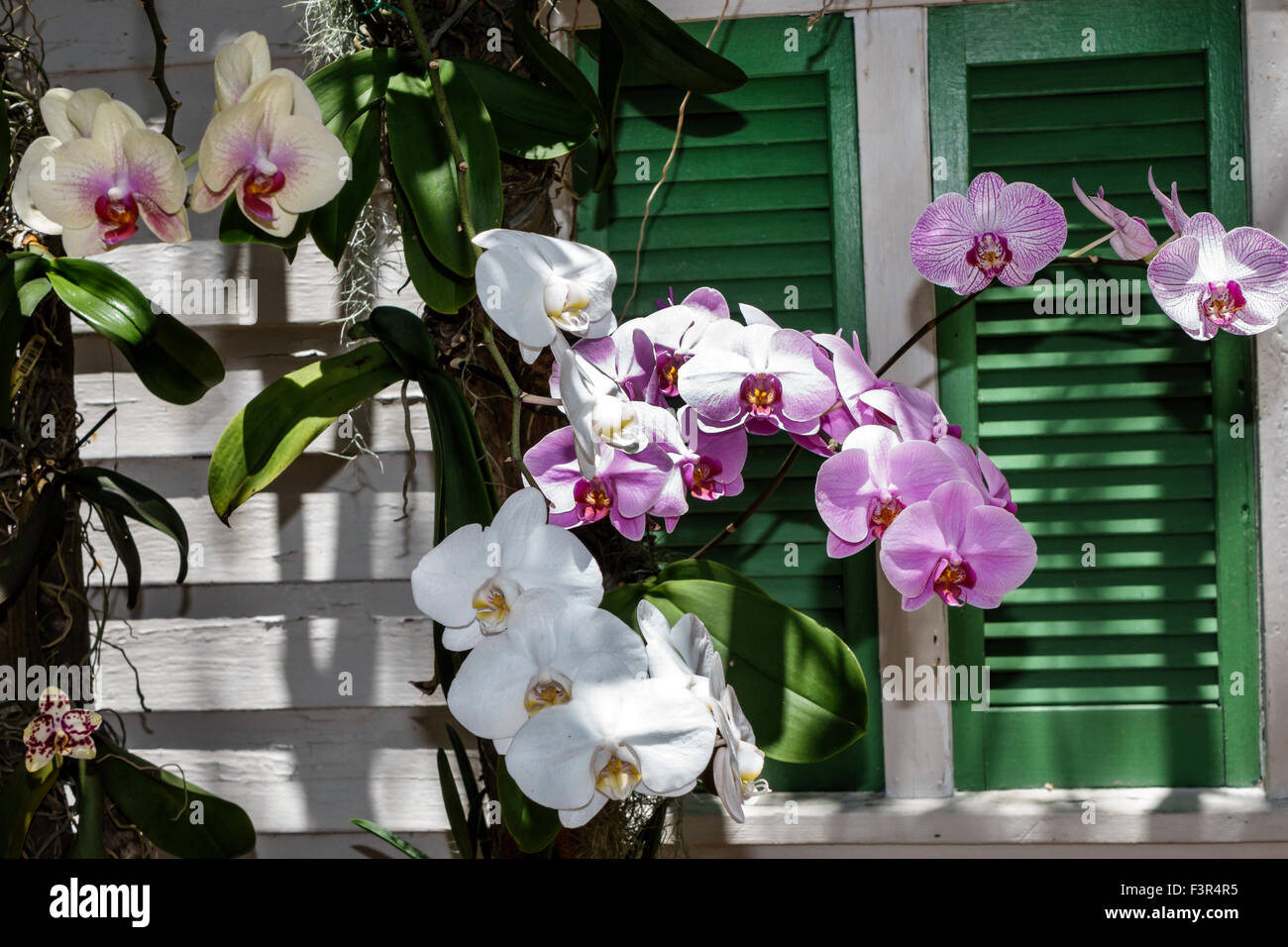 Key West Florida, Keys, Altstadt, Audubon House & Tropical Gardens, außerhalb Orchideen, Blumen, Besucher reisen Reise touristischer Tourismus landma Stockfoto