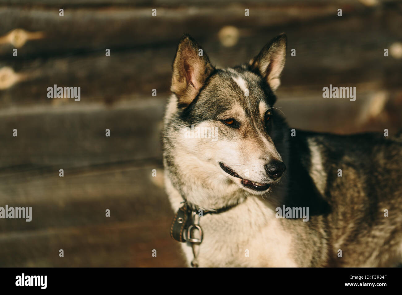 Großer Hund blickt zurück. Stockfoto