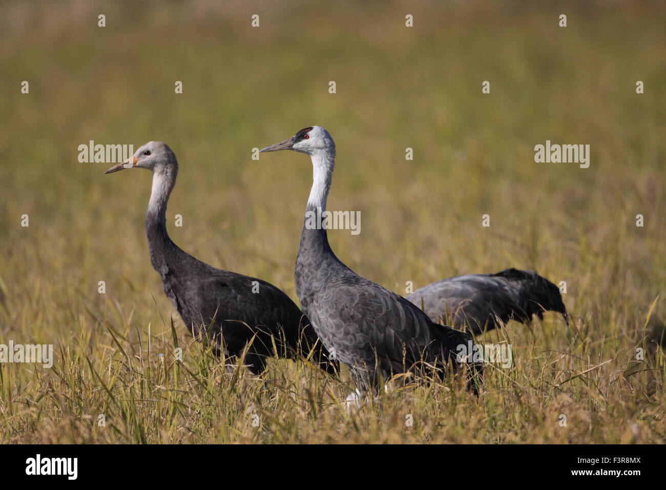 Mit Kapuze Kranich (Grus Monacha) in Izumi, Kagoshima, Japan Stockfoto