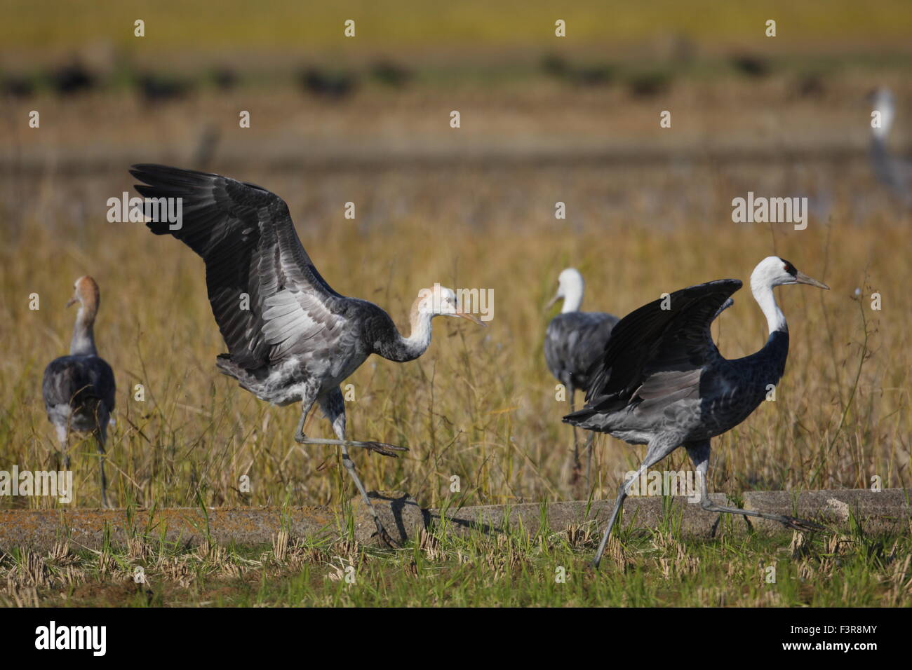 Mit Kapuze Kranich (Grus Monacha) in Izumi, Kagoshima, Japan Stockfoto