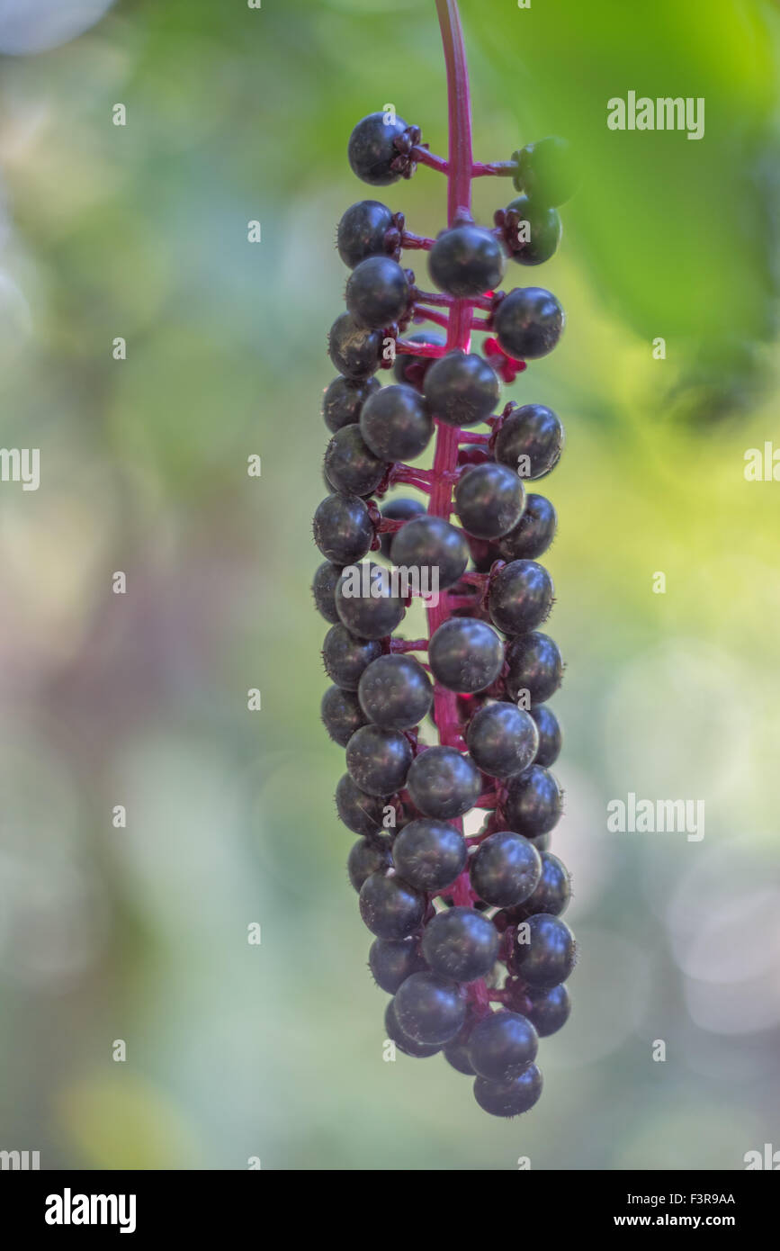 Amerikanische Frankreich schwarze Beeren im Cluster Phytolacca americana Stockfoto