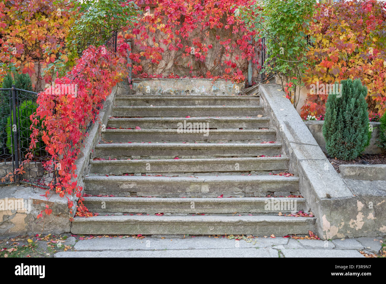 Alte Treppen mit roten Herbst Schlingpflanze auf dem Geländer Stockfoto