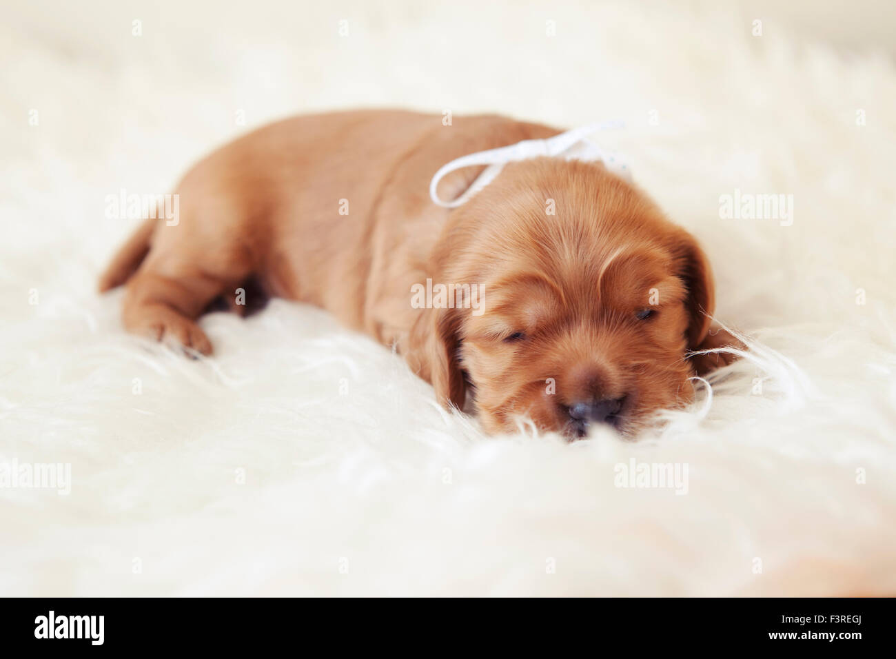 Weiche Welpe des English Cocker Spaniel im weißen Fell Stockfoto