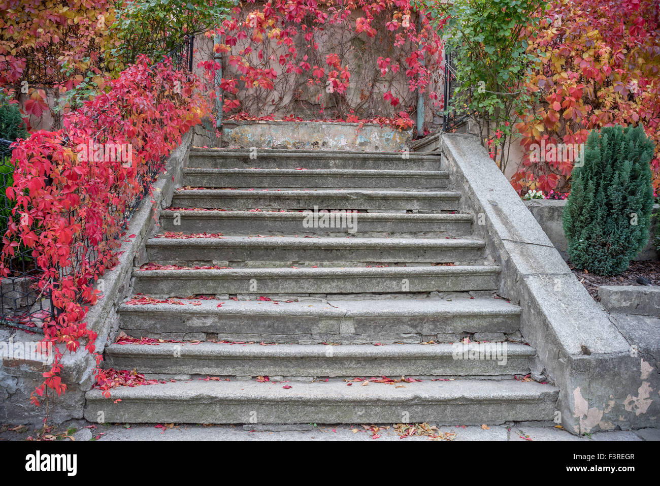 Alte Treppen mit roten Herbst Schlingpflanze auf dem Geländer Stockfoto