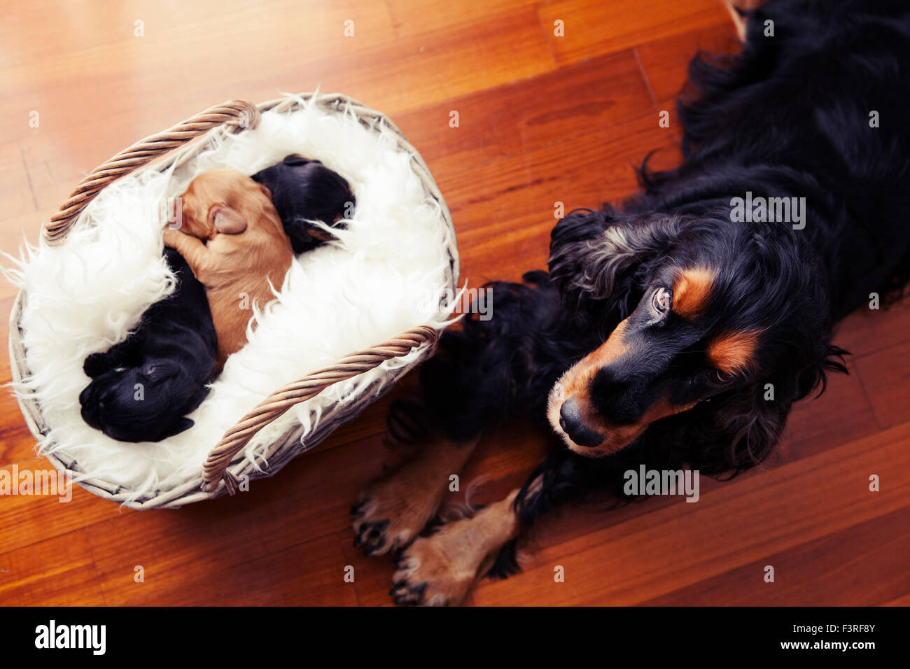 Englischer cocker Spaniel neue Familie Stockfoto