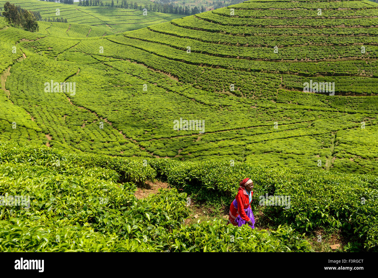 Tee-Picker auf einer Teeplantage in Ruanda Stockfoto