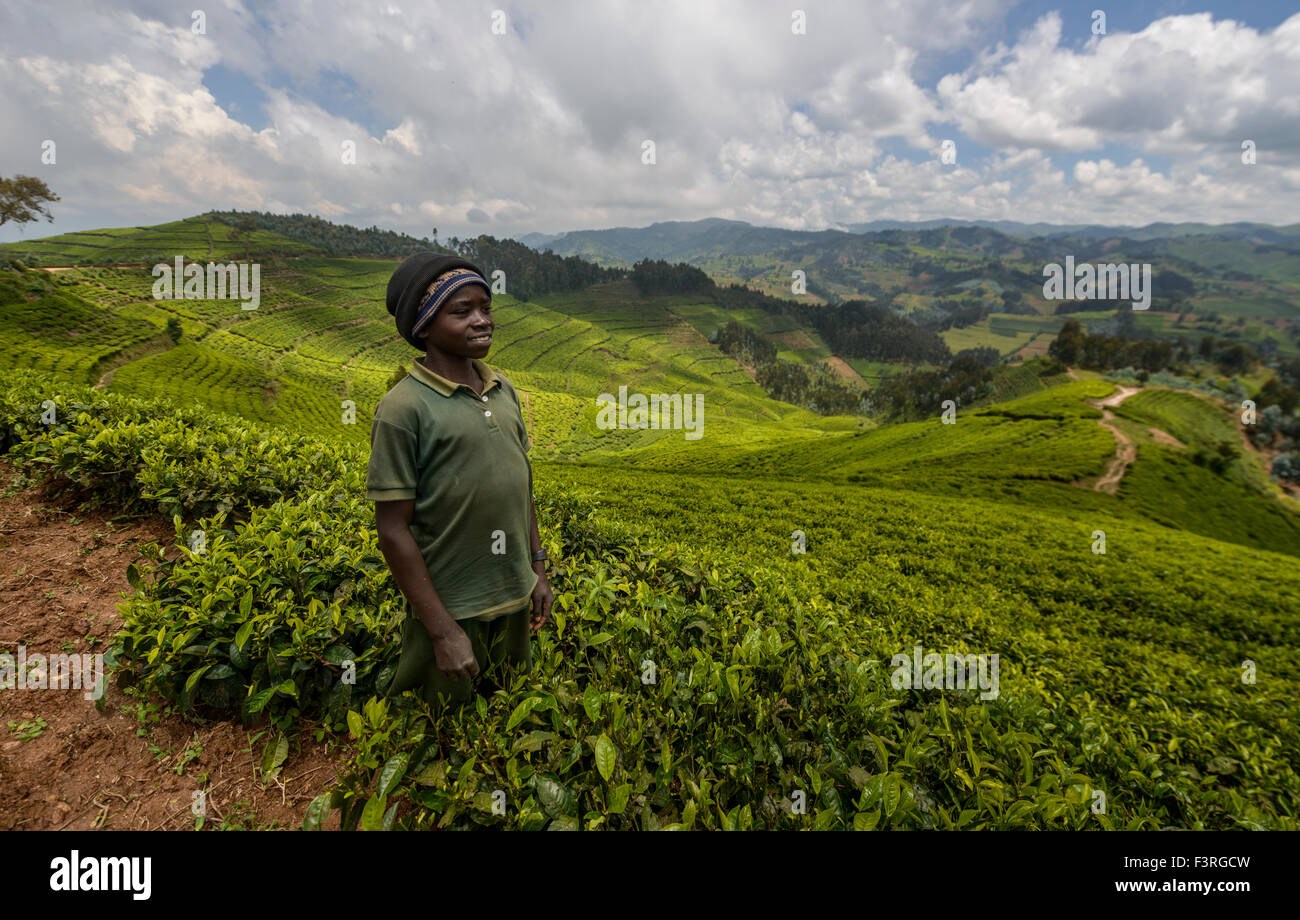 Junge auf einer Teeplantage in Ruanda Stockfoto