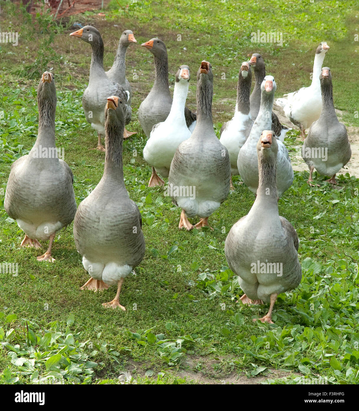 Pommerngaense Stockfoto