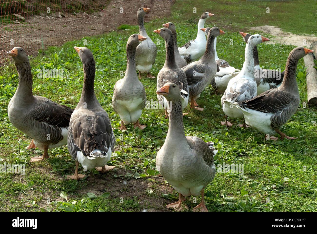 Pommerngaense Stockfoto