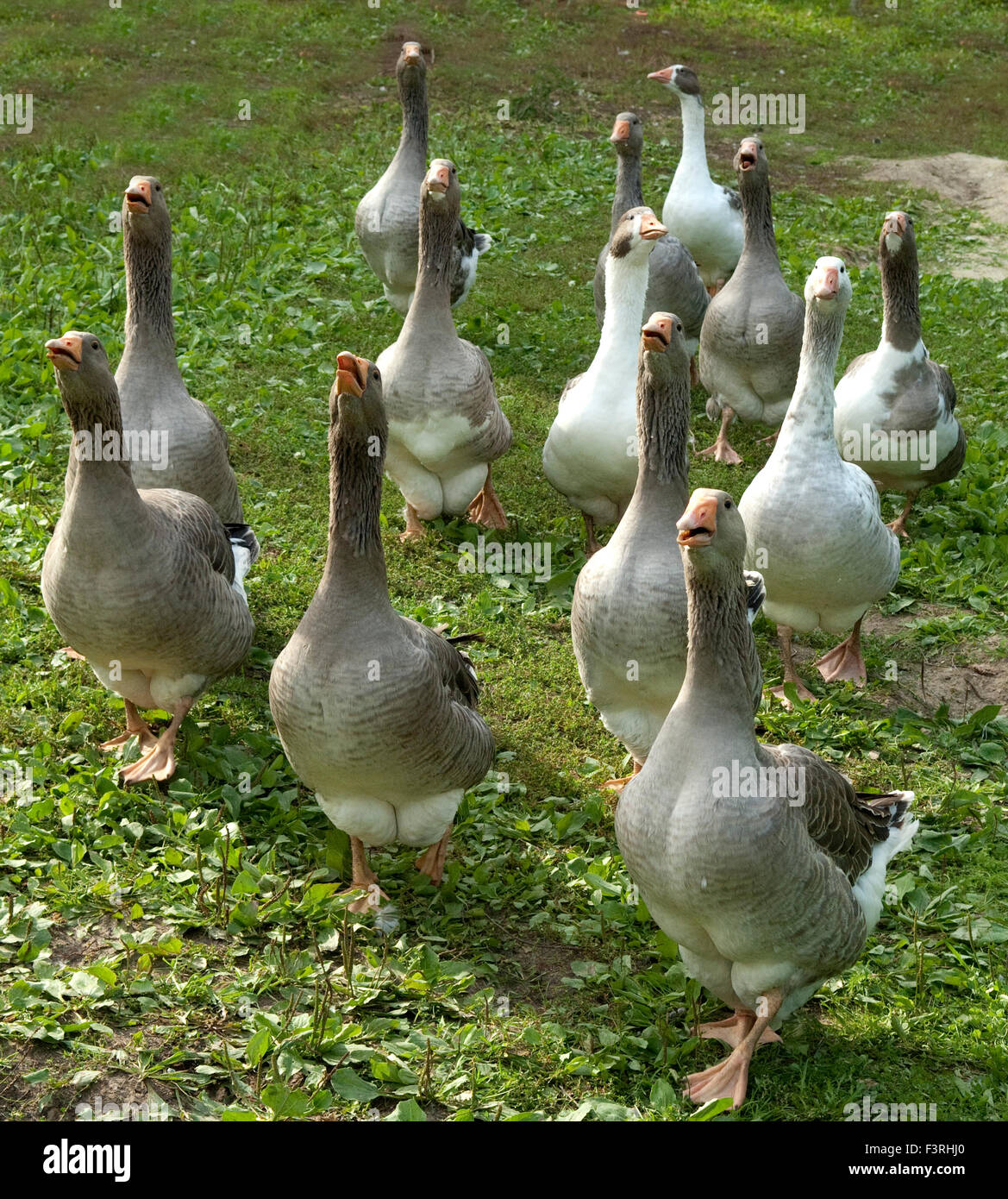 Pommerngaense Stockfoto