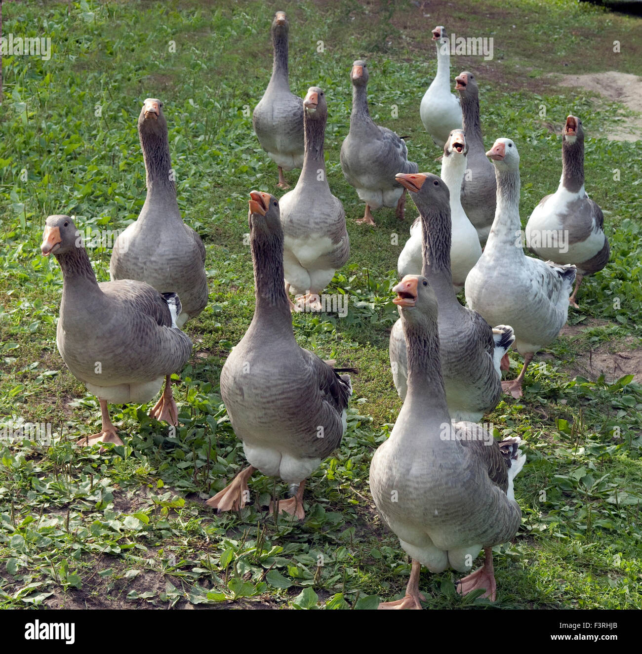 Pommerngaense Stockfoto