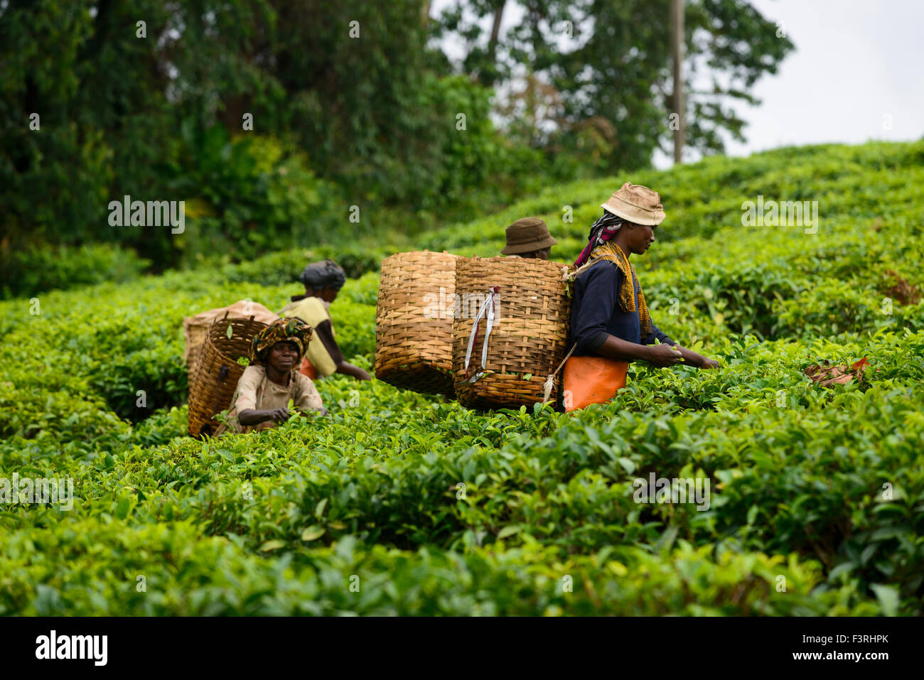 Teepflückerinnen auf einer Teeplantage in der Nähe von Mbeya, Tansania, Afrika Stockfoto