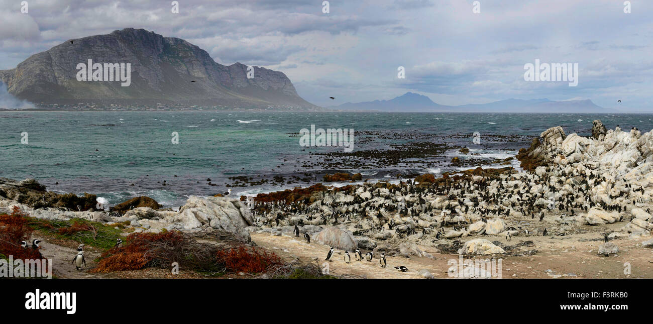 Pinguin-Kolonie, Western Cape, Südafrika Stockfoto