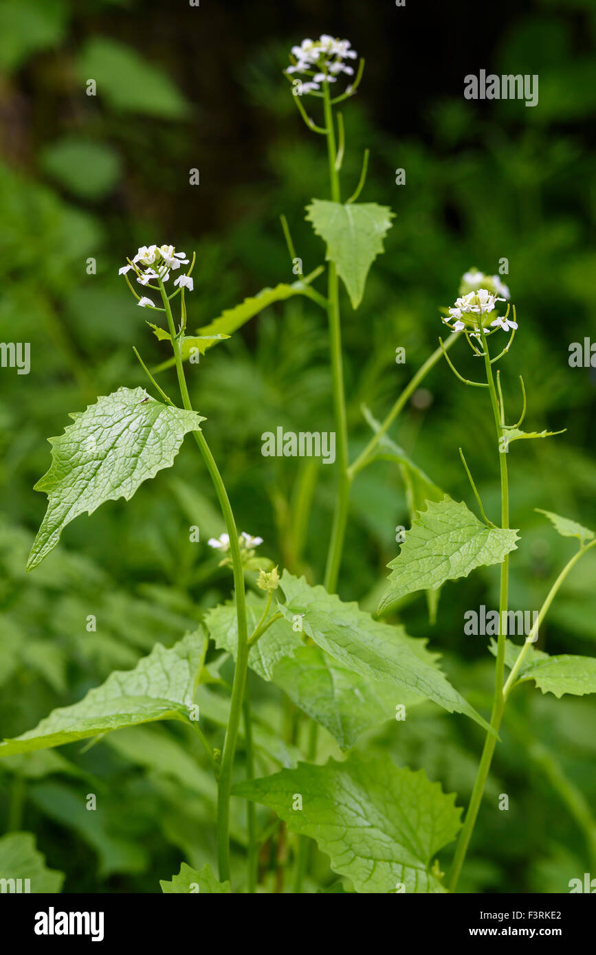 Knoblauchsrauke Alliaria Petiolata, Wildblumen, Dumfries & Galloway, Schottland Stockfoto