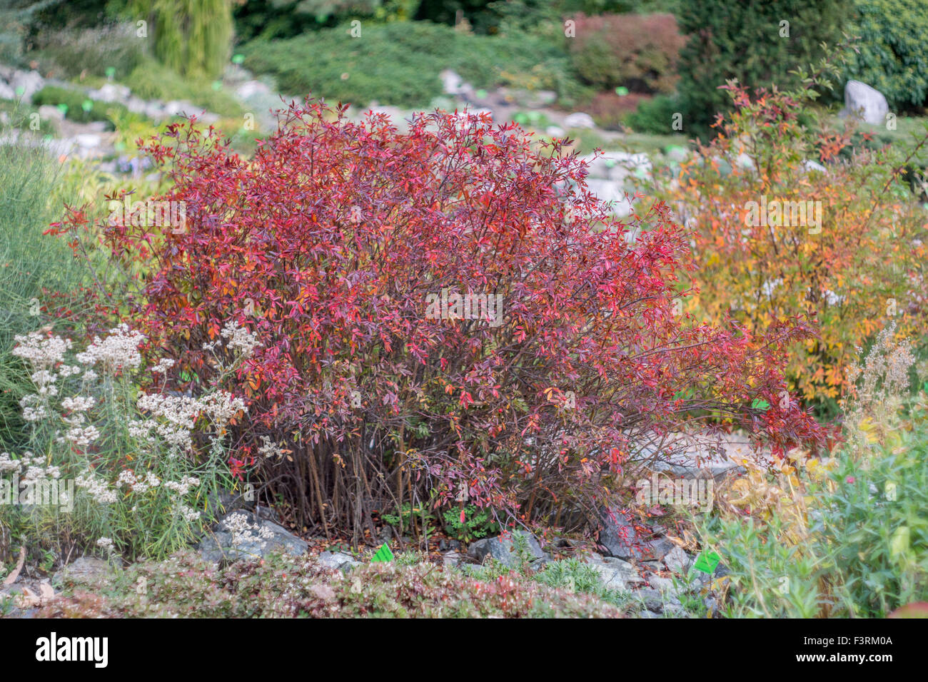 Alpine rose Strauch wurde rot im Herbst beim fallen Rosa pendulina Stockfoto