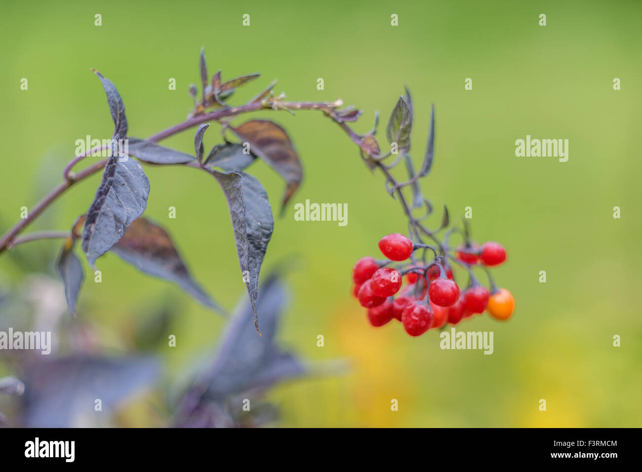 Solanum Sisymbriifolium rot Herbst Früchte klebrig Nachtschatten das Fire and Ice-Werk Stockfoto
