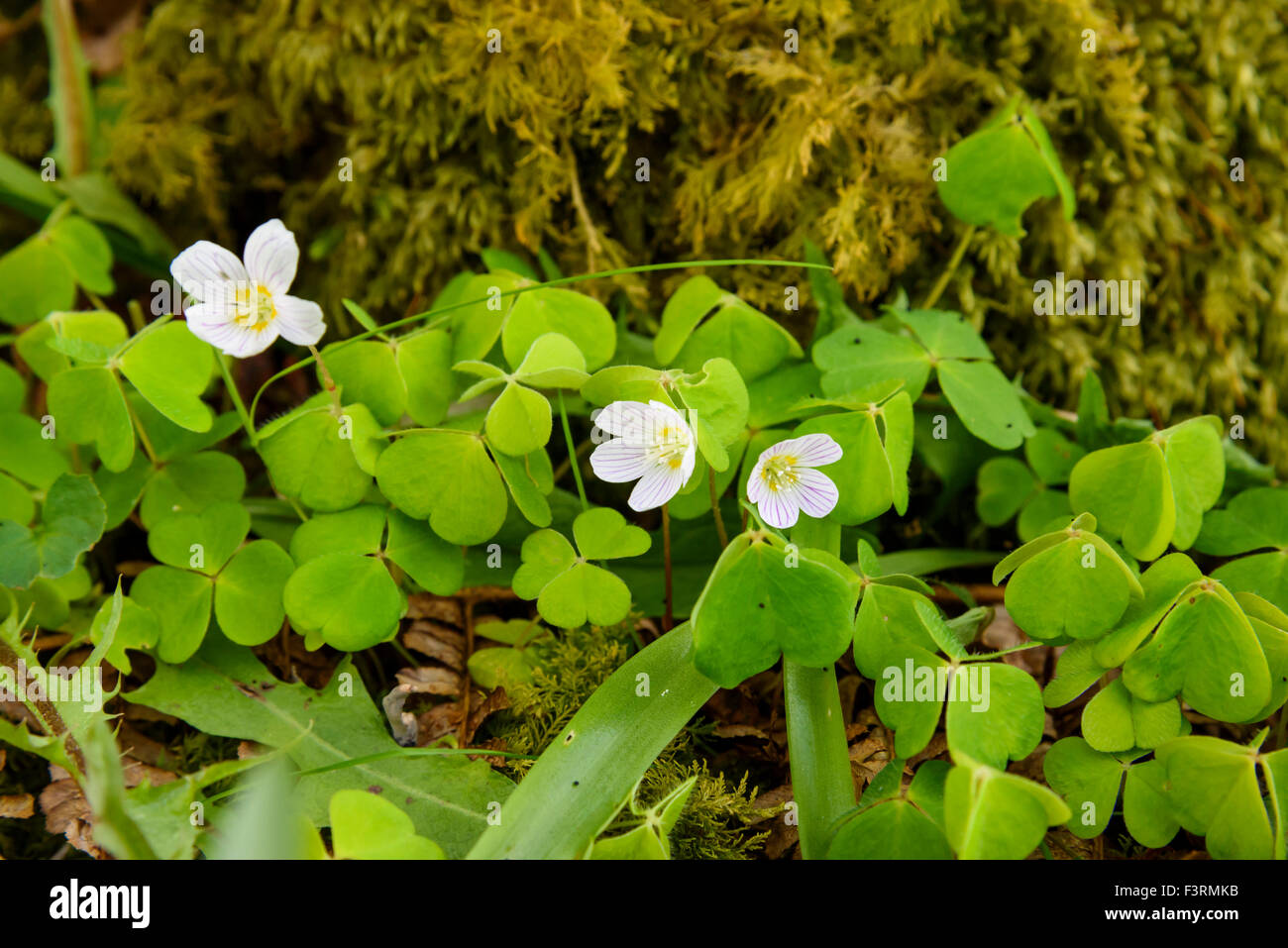 Sauerklee, Oxalis Acetosella, Wildblumen, Dumfries & Galloway, Schottland Stockfoto