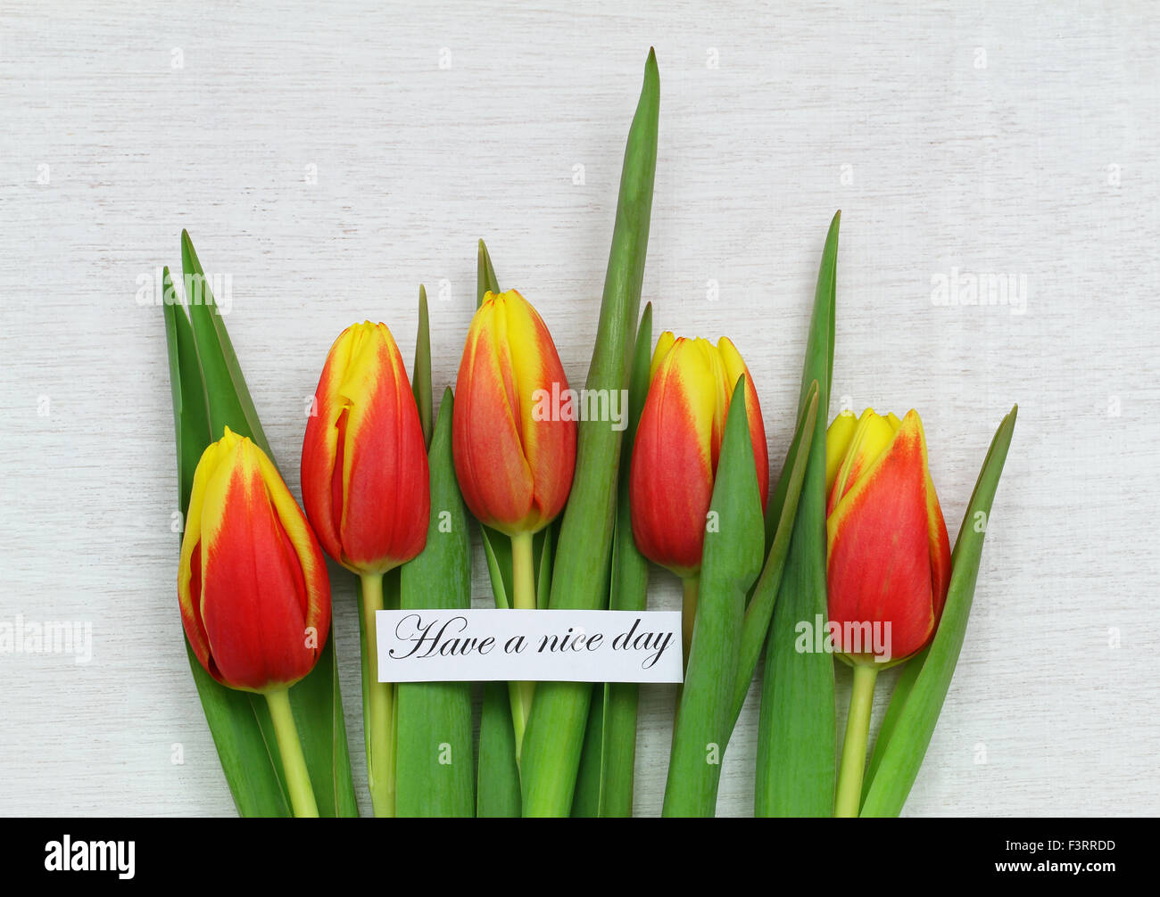 Habe eine schönen Tageskarte mit roten und gelben Tulpen auf weißen Holzoberfläche Stockfoto