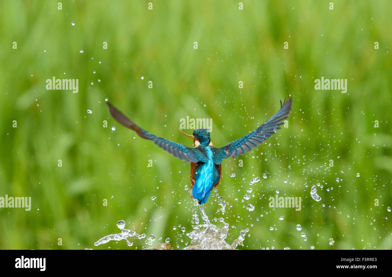 Eisvogel Alcedo atthis Stockfoto