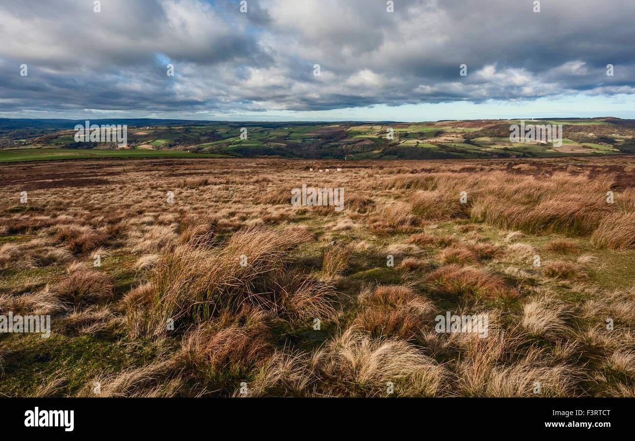 North York Moors an einem windigen Herbsttag mit Schafbeweidung und Blick über die Mauren und Ackerland. Stockfoto
