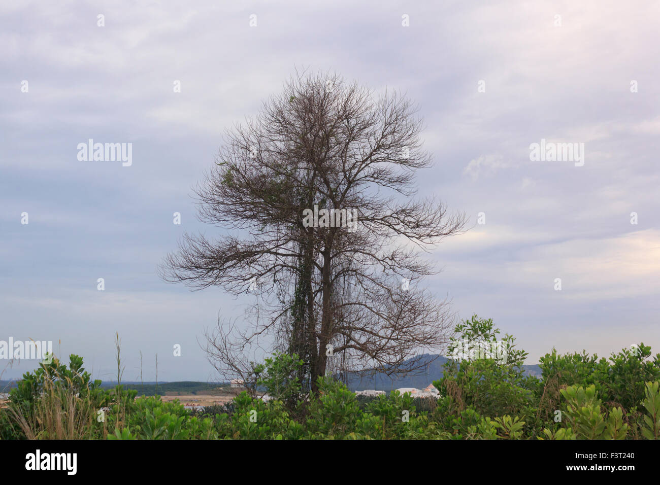 Einen sterbenden Baum. Stockfoto