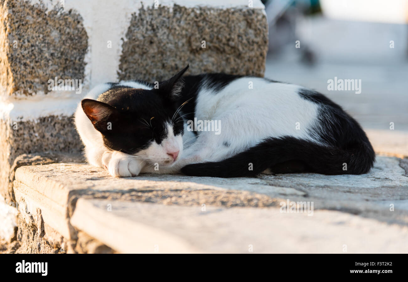 schwarze und weiße Katze Nickerchen Stockfoto