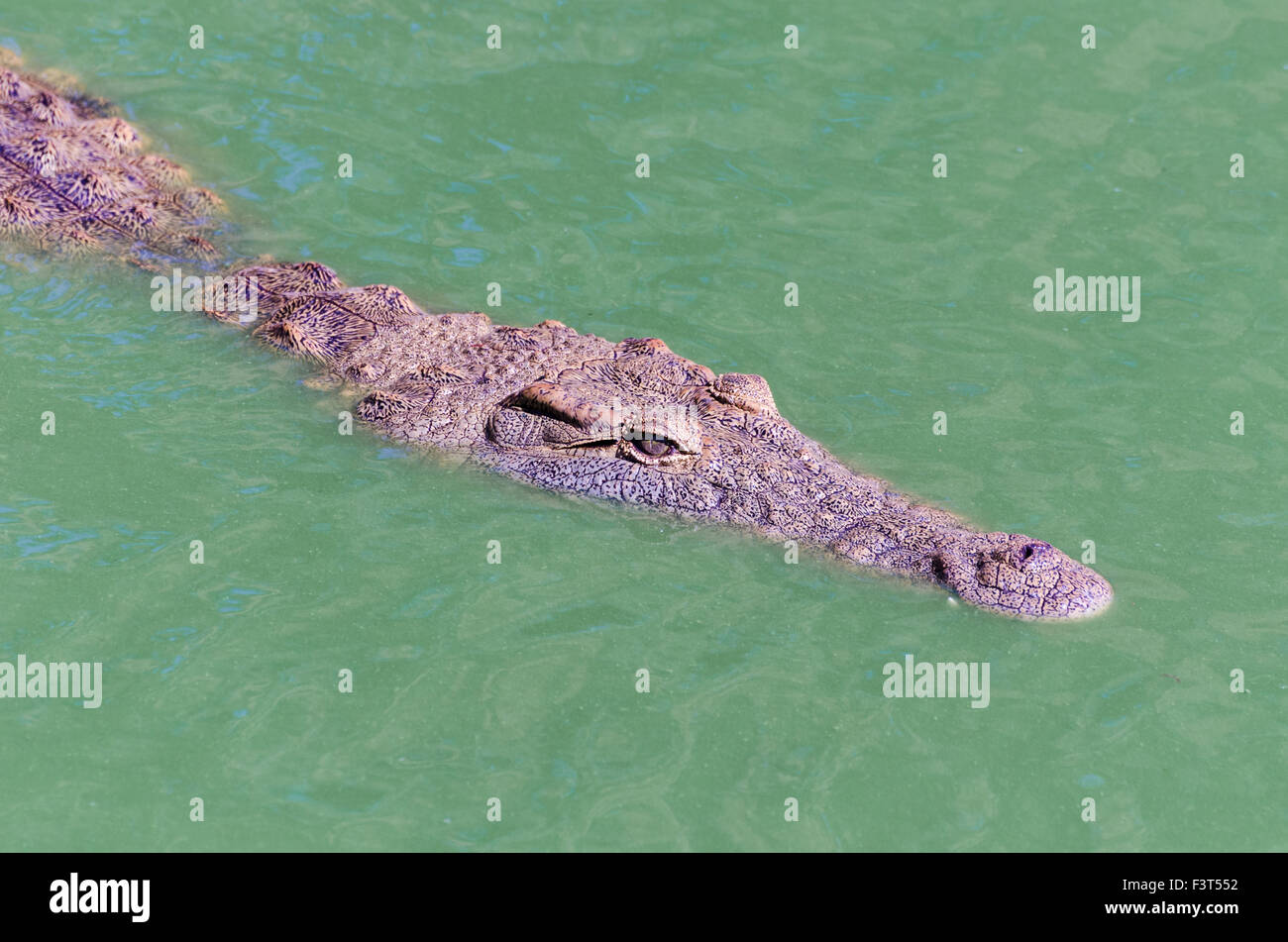 Krokodil, Schwimmen Stockfoto