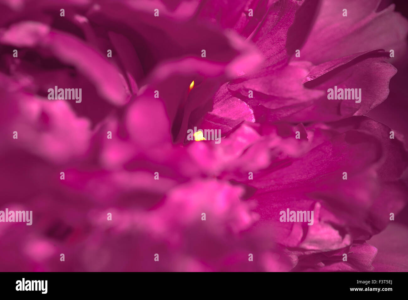 Abstrakte schönen sanften Frühling Blumen Hintergrund.  Nahaufnahme mit Weichzeichner. Süße Farbe Stockfoto
