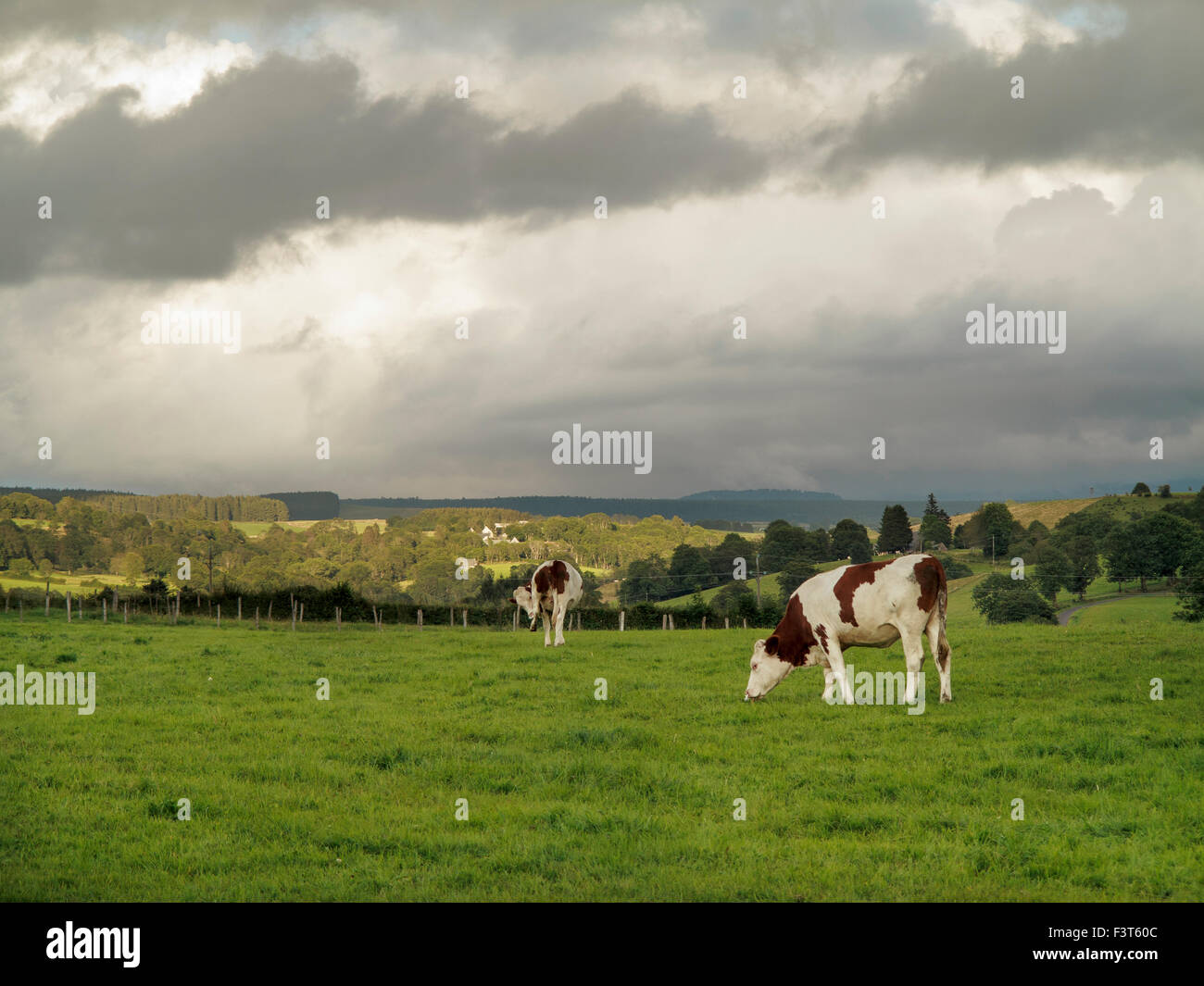 Außen Tauves, Sancy, Puy de Dome Auvergne Frankreich Kühe unter launisch Himmel am späten Abend Stockfoto