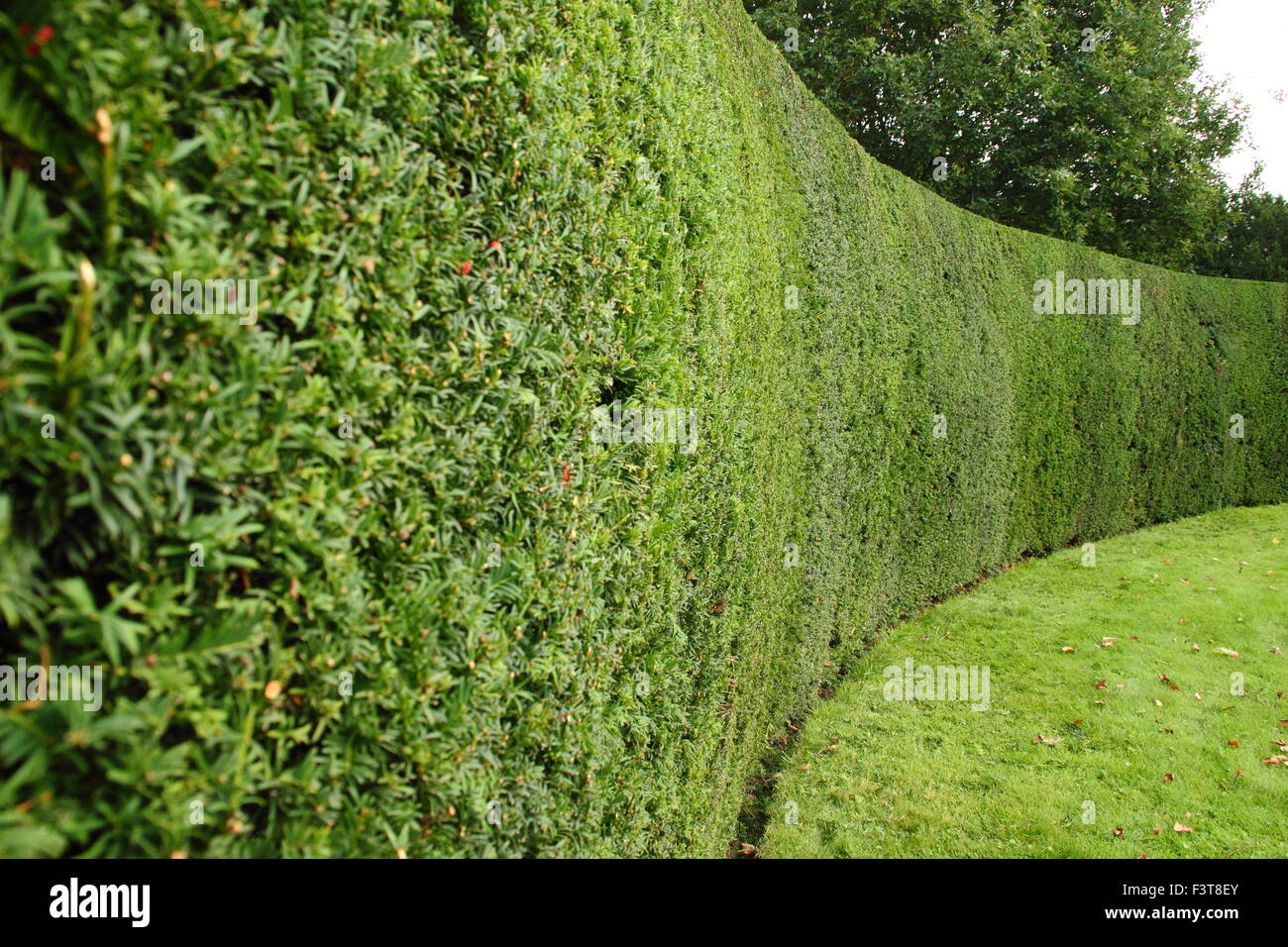 Eine ordentlich abgeschnitten Eibe Baum Hecke (Taxus) rahmt einen formalen Garten bei Rufford Abbey, Nottinghamshire, England, UK Stockfoto