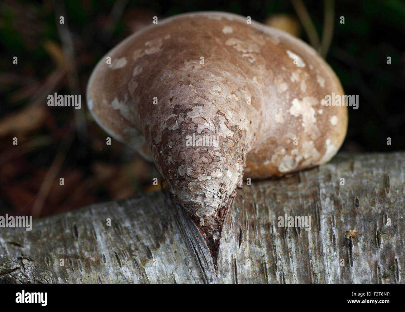 Piptoporus Betulinus, Birke Polypore, Birke Halterung oder Rasiermesser Streichriemen. Stockfoto