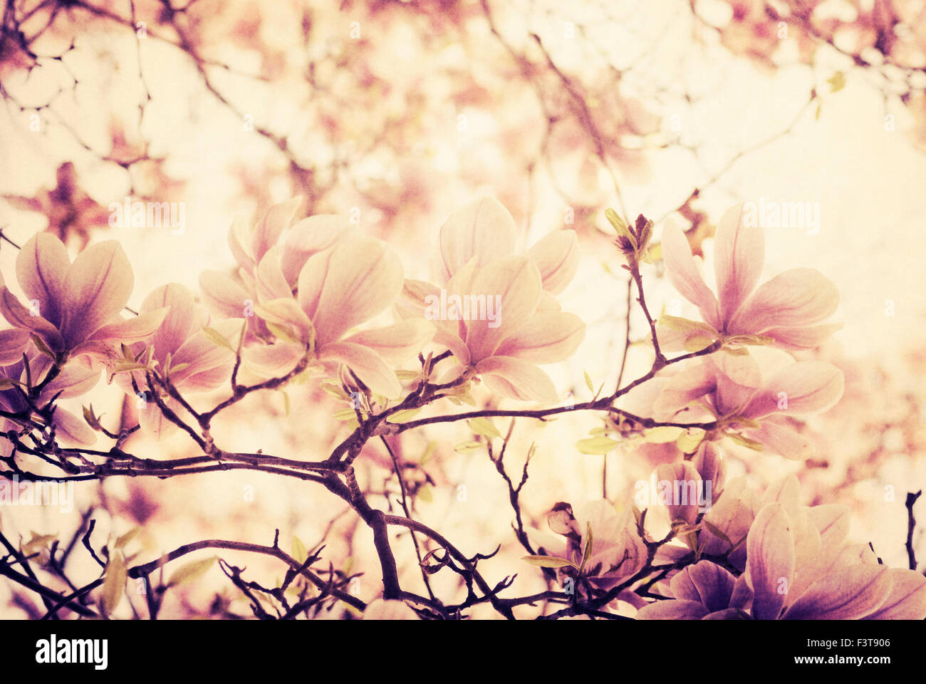 Wunderschöne Magnolie Blume auf strukturierten Hintergrund Stockfoto
