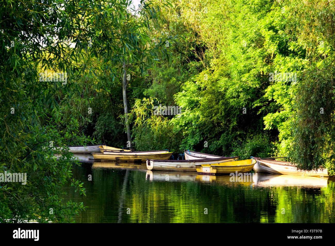 Ruderboote auf dem ruhigen Wasser eines Sees durch Bäume im Sommer, Colwick Country Park, Nottingham, Nottinghamshire, England, UK umgeben Stockfoto