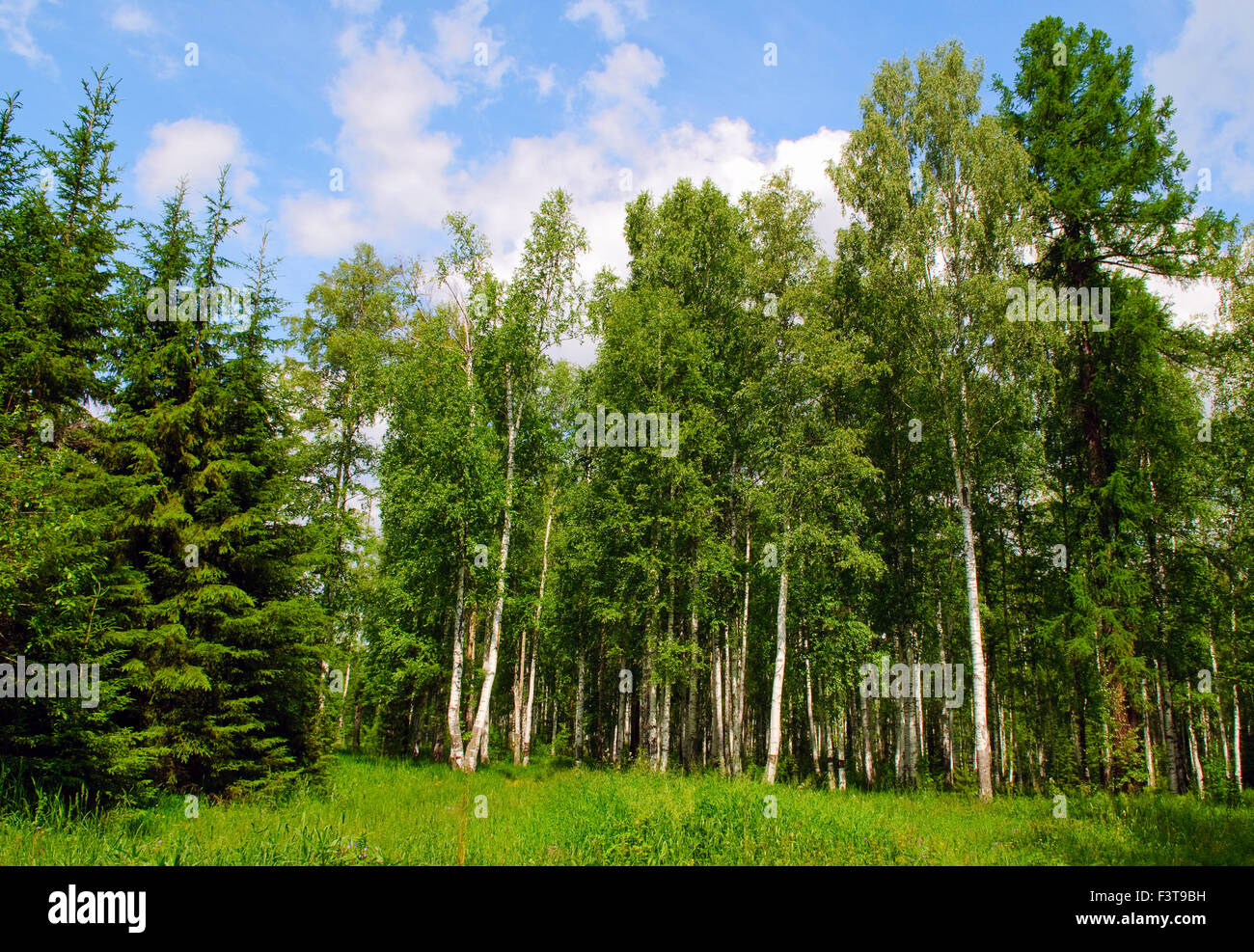 Birke und Kiefer Wald im Sommer Stockfoto