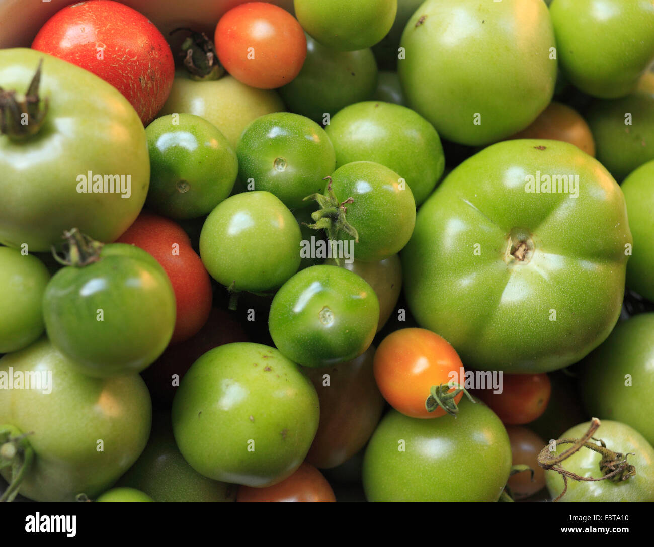 Grüne Tomaten, letzte der einheimischen Pflanzen. Stockfoto