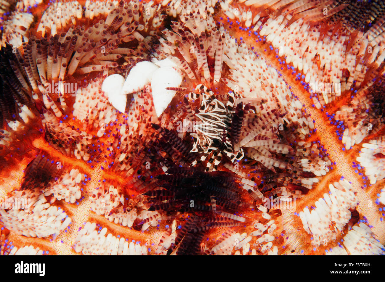 Zebra Krabbe, Zebrida Adamsii und Schnecken auf ein Feuer Urchin, Asthenosoma Varium, Flores, Indonesien. Stockfoto