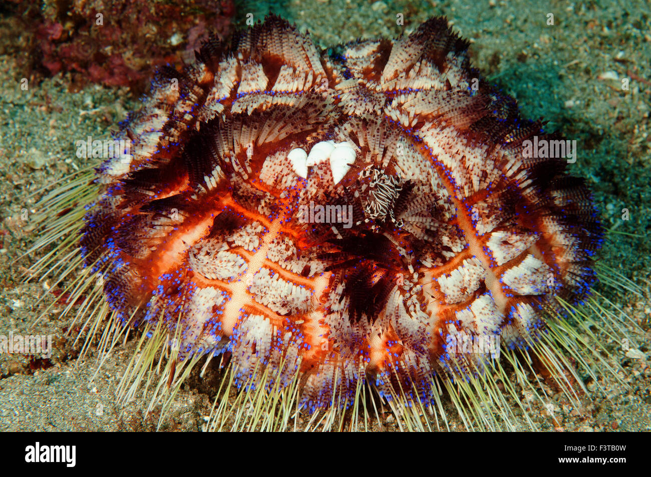 Zebra Krabbe, Zebrida Adamsii und Schnecken auf ein Feuer Urchin, Asthenosoma Varium, Flores, Indonesien. Stockfoto