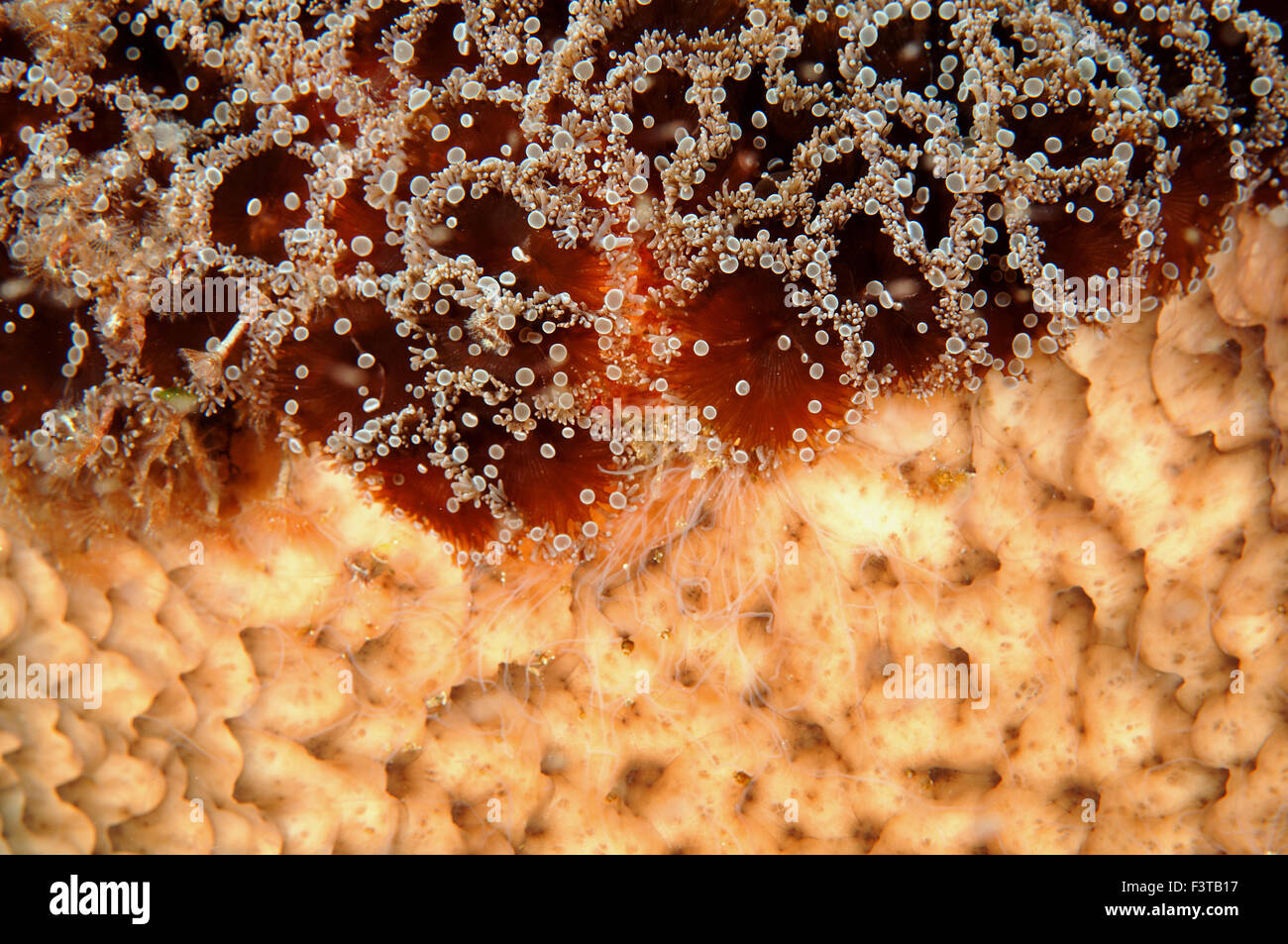 Korallenpolypen wächst auf einem Schwamm Flores Indonesien Stockfoto