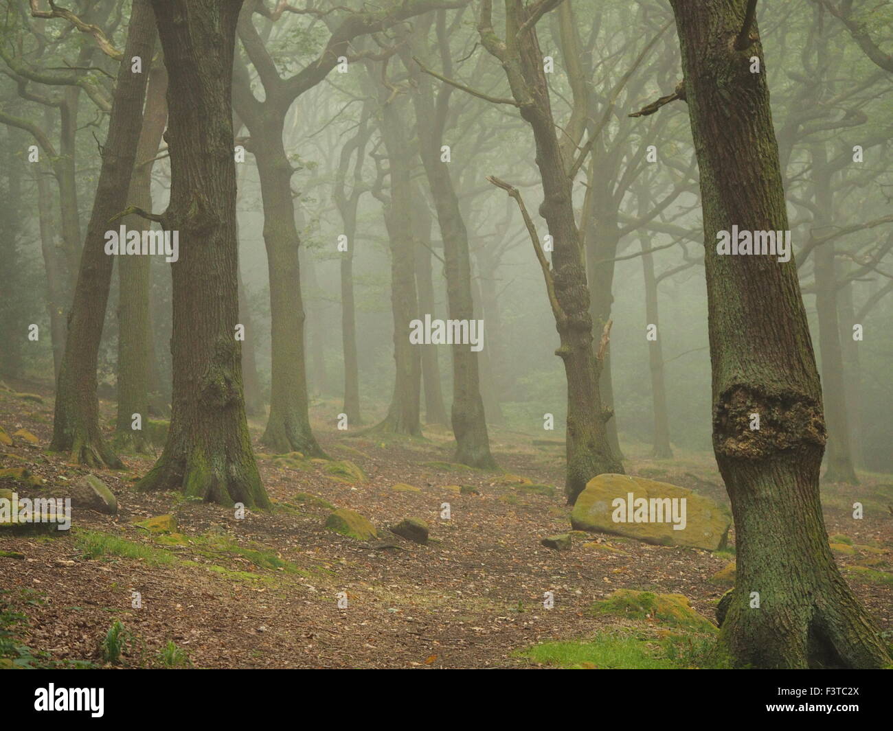 Stille mit rückläufigen Baumstämme im nebligen Herbst Wald Stockfoto