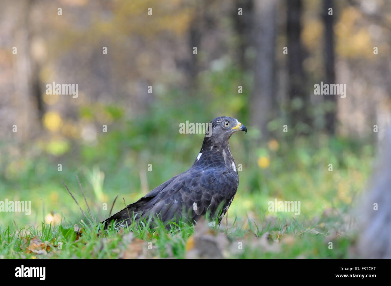 Wespenbussard im herbstlichen Wald Stockfoto