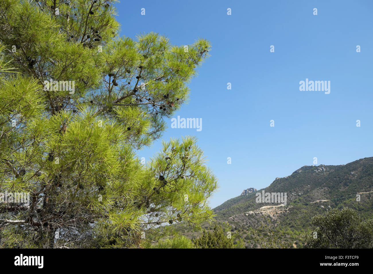 Nord-Zypern Landschaft und Kiefer Baum im Herbst KATHY DEWITT Stockfoto