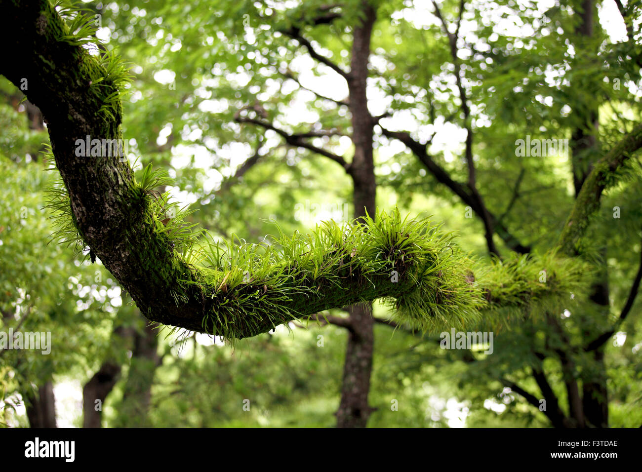 Sehr einzigartige grasbewachsenen Farn-Pflanzen, die wachsen auf einem Ast in einem Wald in der Nähe der Ota-Fluss in Hiroshima-Shi, Japan. Stockfoto