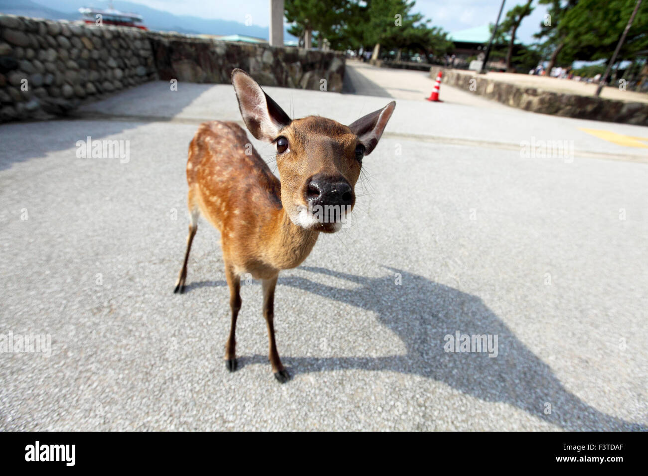 Ein Reh stehen auf der Straße auf der Insel Miyajima. Urban Wildlife in Japan. Stockfoto