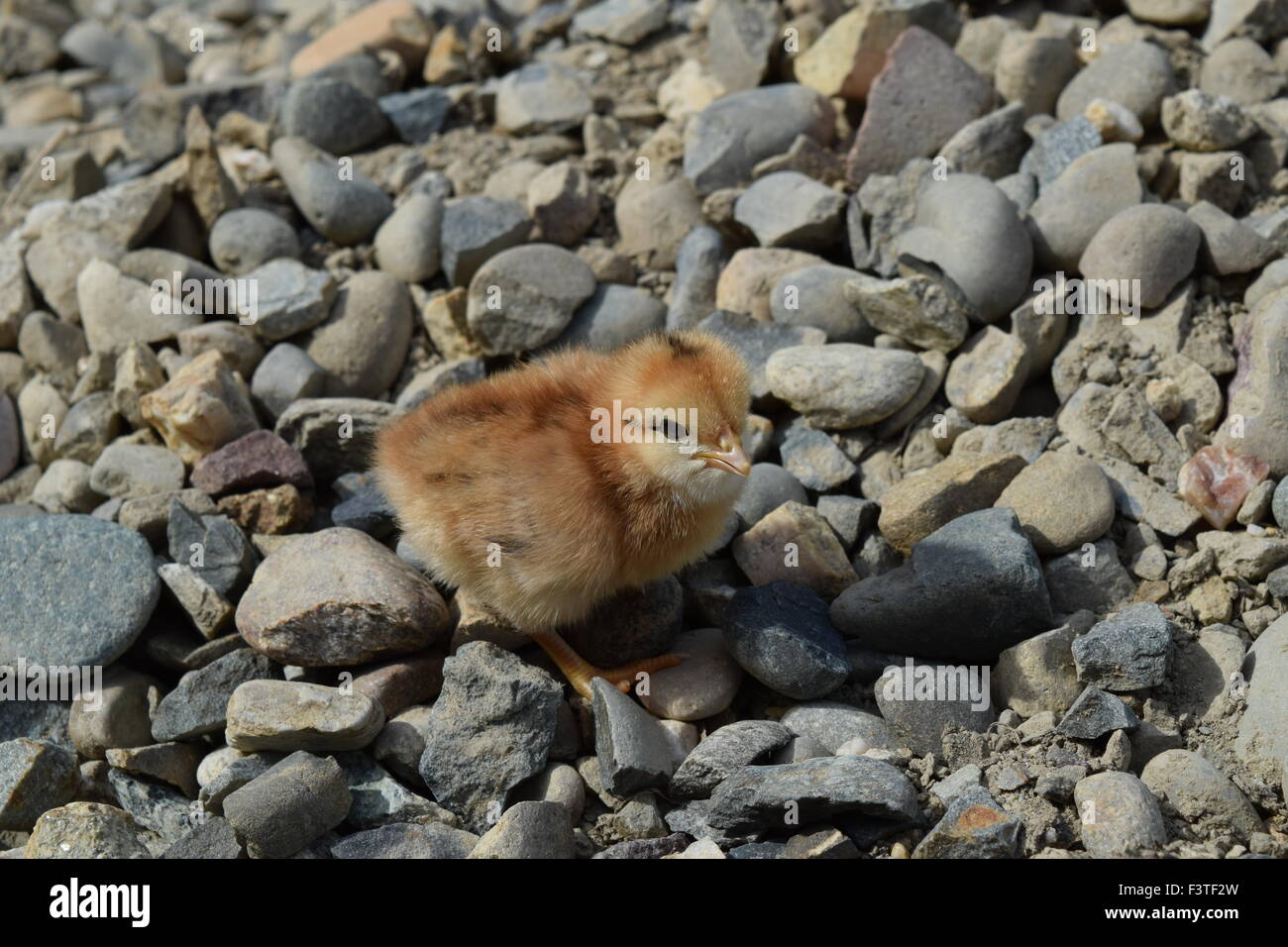 Tägliche Huhn. Wartung von Geflügel. Stockfoto