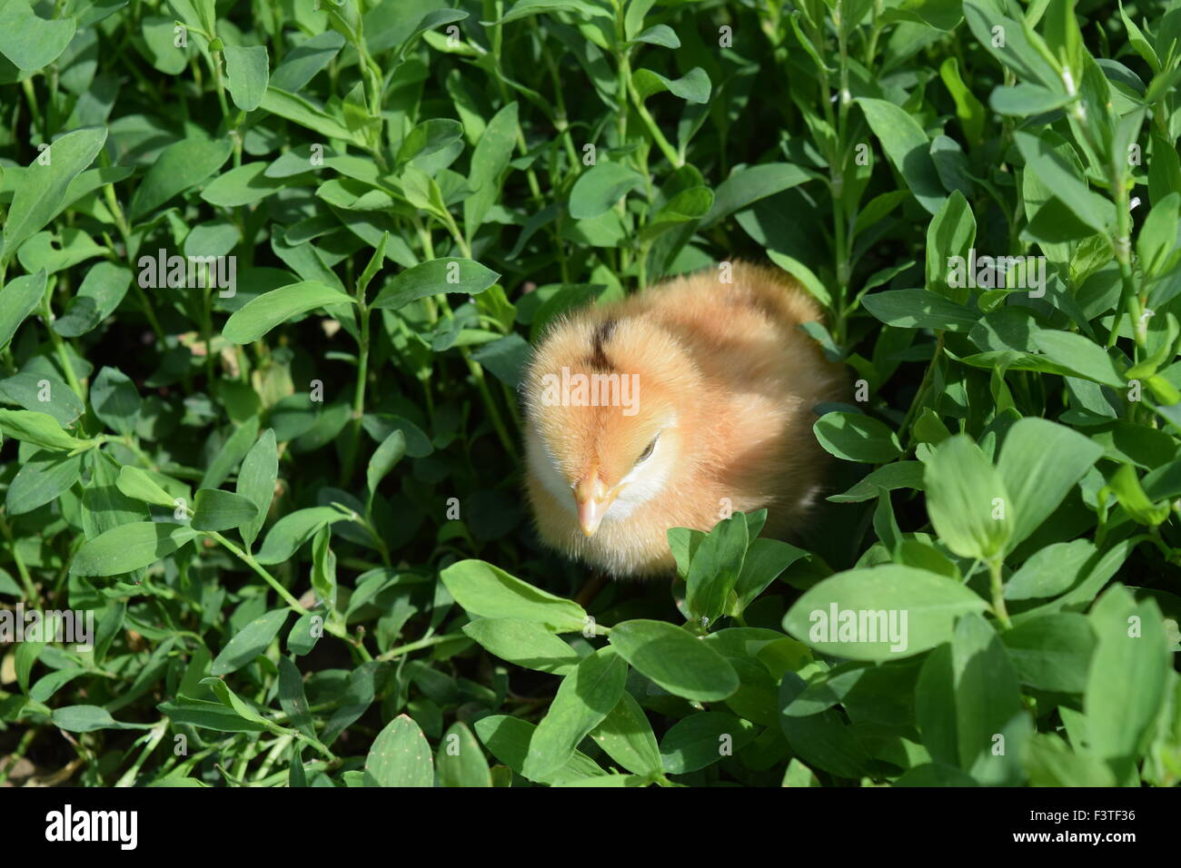 Tägliche Huhn. Wartung von Geflügel. Stockfoto