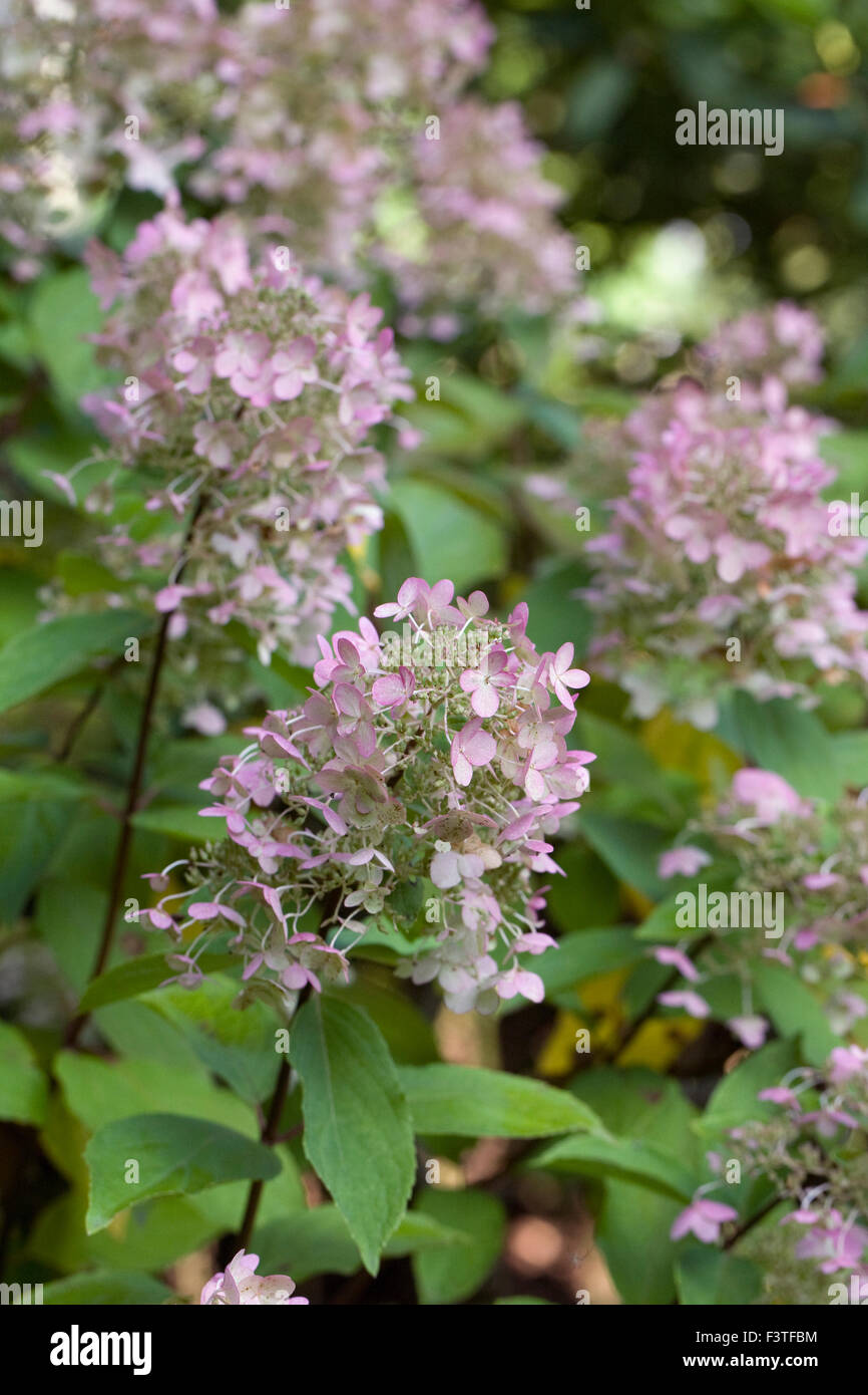 Hydrangea Paniculata-blüht im Herbst. Stockfoto