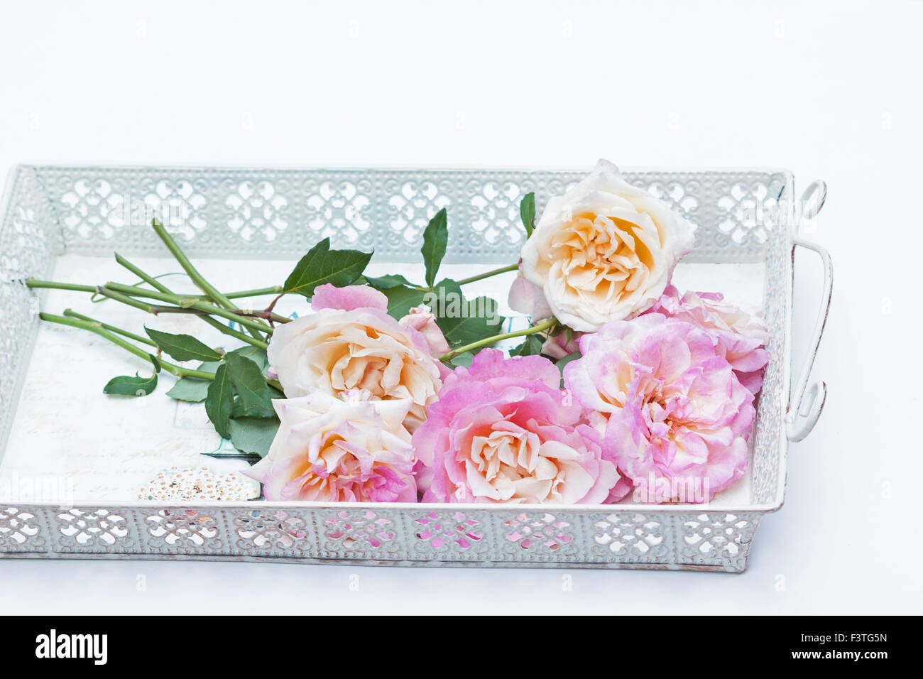 Rosen auf weißem Hintergrund Stockfoto