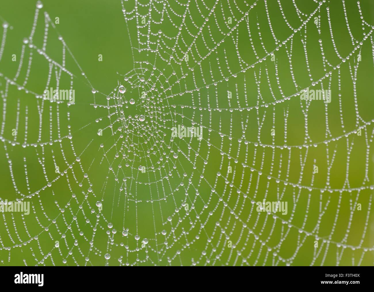 Schwere frühmorgens Feuchtigkeit in der Luft setzt sich auf das Spinnen-Netz Stockfoto