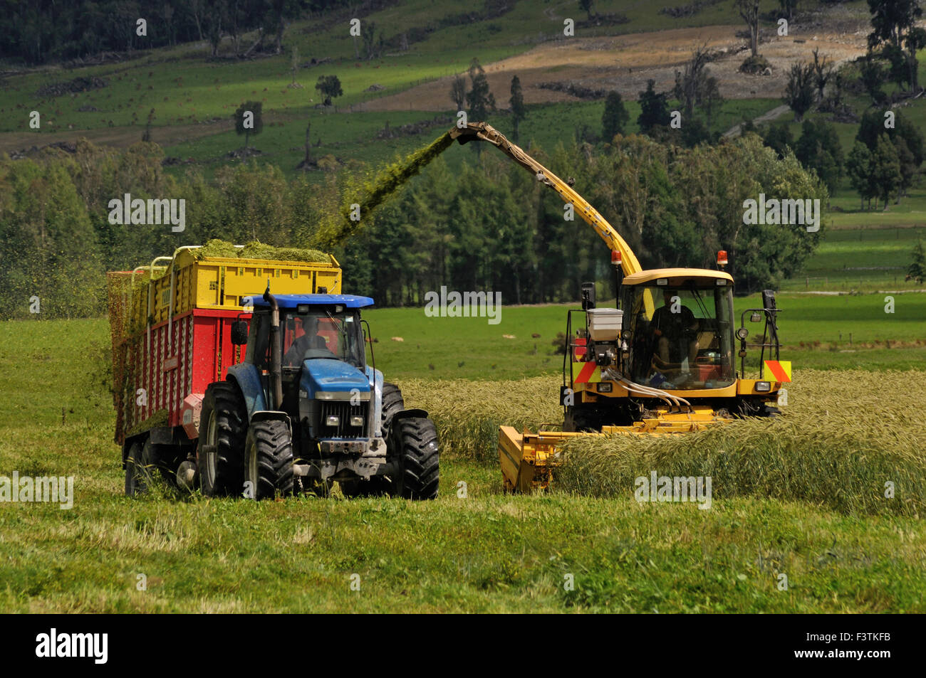 Bauern ernten eine Ernte von Triticale für Silage in einem Milchviehbetrieb Stockfoto