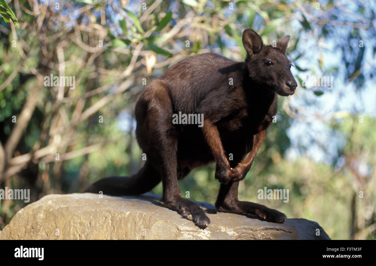 BLACK-FOOTED ROCK WALLABY (PETROGALE LATERALIS) Northern Territory, Australien. Stockfoto